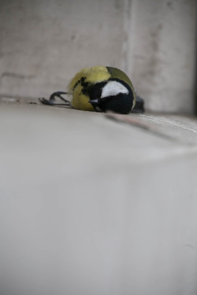 IMG_0268